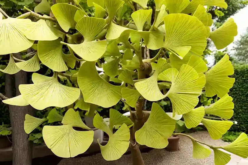 Maidenhair tree (ginkgo biloba ‘princeton sentry’) — photo 2