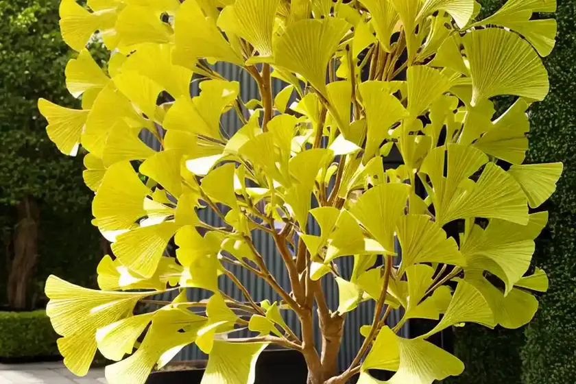 Maidenhair tree (ginkgo biloba ‘princeton sentry’) — photo 3