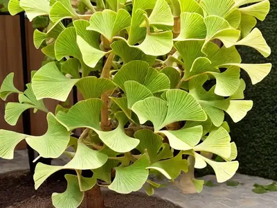 Maidenhair Tree (Ginkgo Biloba ‘Princeton Sentry’)