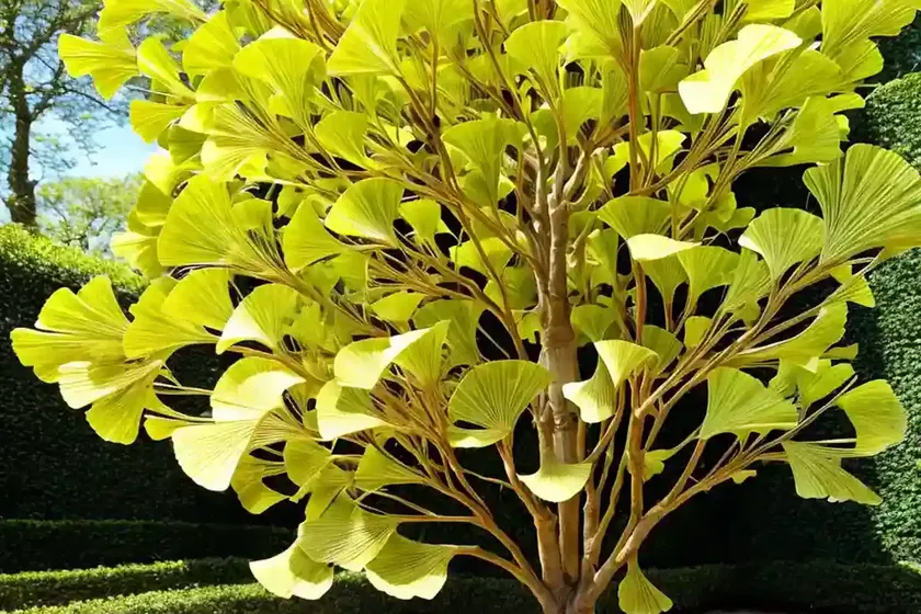 Maidenhair tree (ginkgo biloba ‘shangri-la’) — photo 2