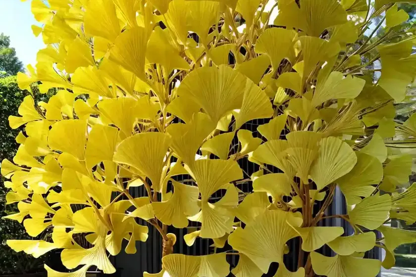 Maidenhair tree (ginkgo biloba ‘shangri-la’) — photo 3