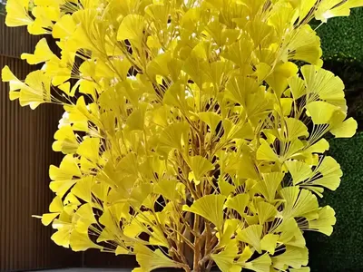Maidenhair Tree (Ginkgo Biloba ‘Shangri-La’)