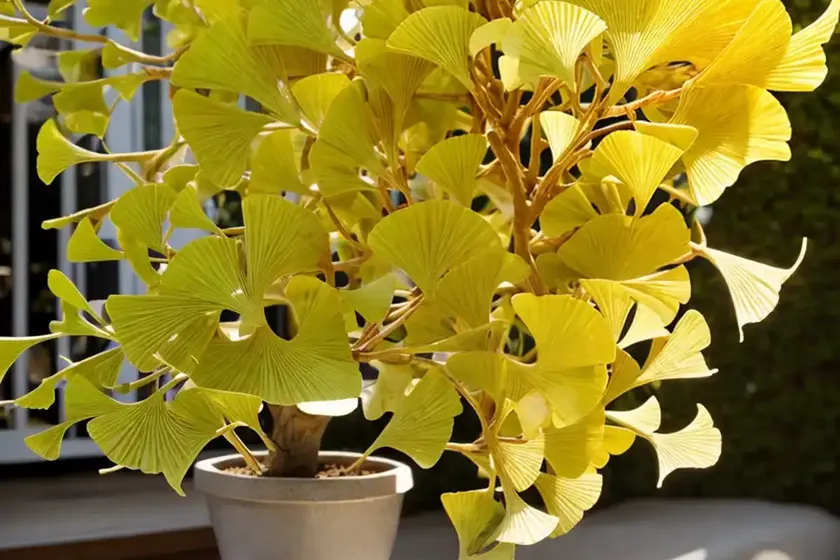 Maidenhair tree (ginkgo biloba ‘troll’) — photo 2