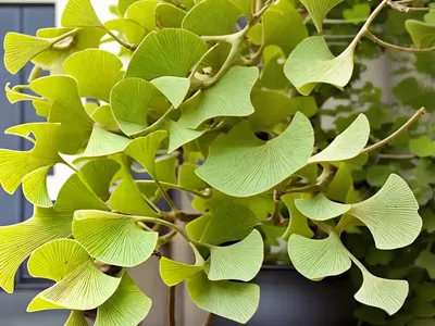 Maidenhair Tree (Ginkgo Biloba ‘Troll’)