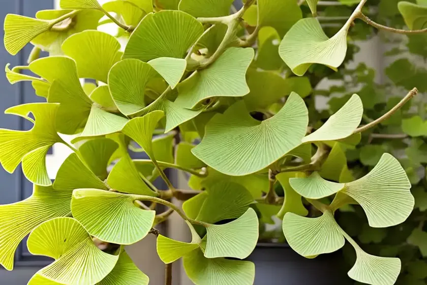 Maidenhair tree (ginkgo biloba ‘troll’)