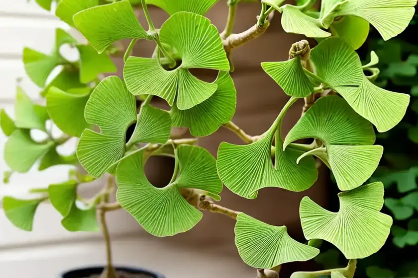 Maidenhair tree (ginkgo biloba ‘tubifolia’) — photo 2