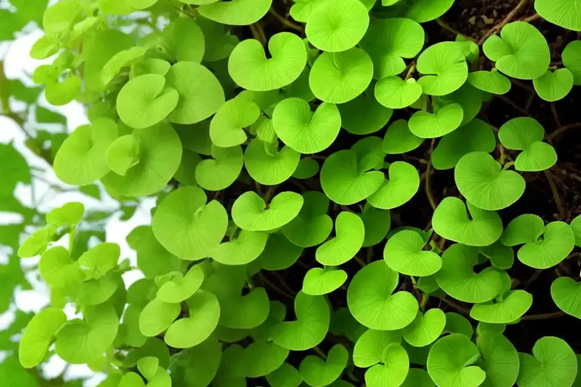 Maidenhair vine (muehlenbeckia complexa) — photo 2