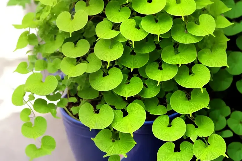 Maidenhair vine (muehlenbeckia complexa) — photo 3
