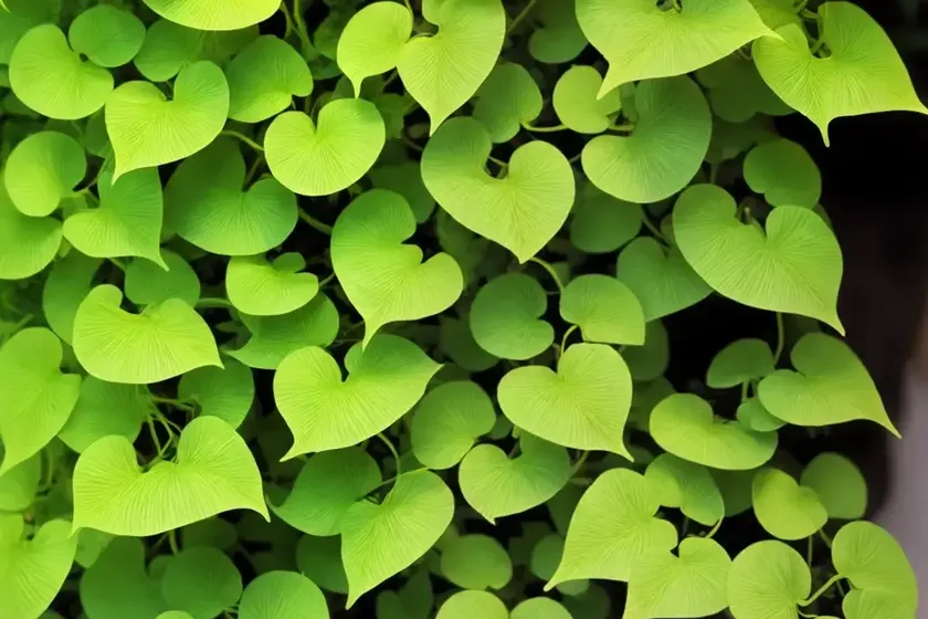 Maidenhair vine (muehlenbeckia complexa)