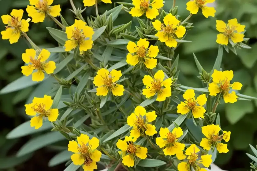 Majorca st john’s wort (hypericum balearicum) — photo 2