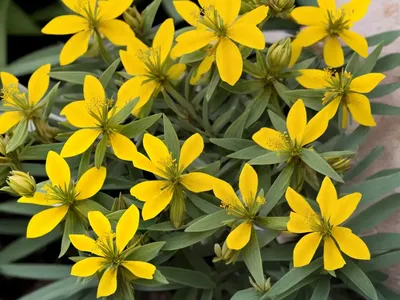 Majorca St John’s Wort (Hypericum Balearicum)