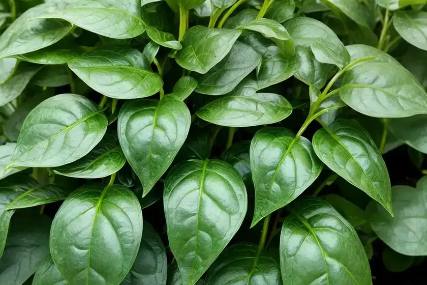 Malabar spinach (basella alba) — photo 3
