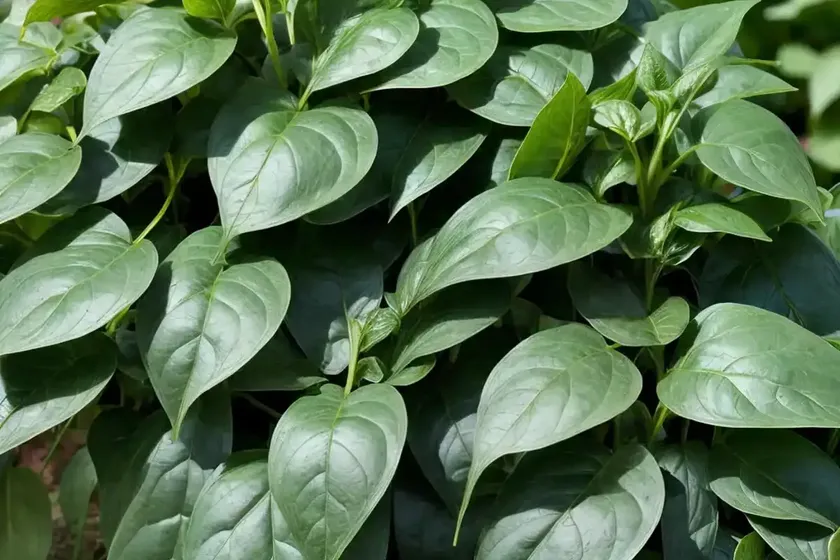 Malabar spinach (basella alba) — photo 2