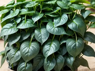 Malabar Spinach (Basella Alba)