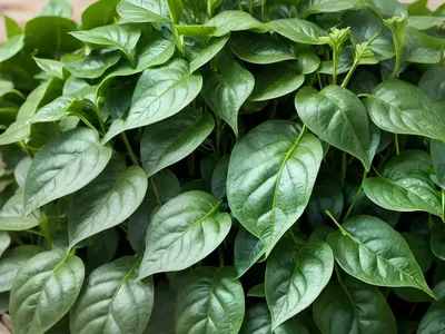Malabar Spinach (Basella Alba)