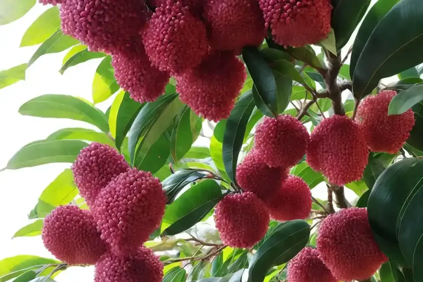 Malaysian apple (syzygium malaccense) — photo 3