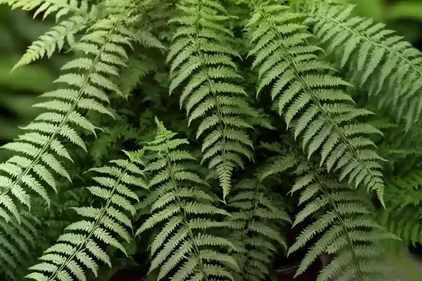 Male fern (dryopteris filix-mas) — photo 2