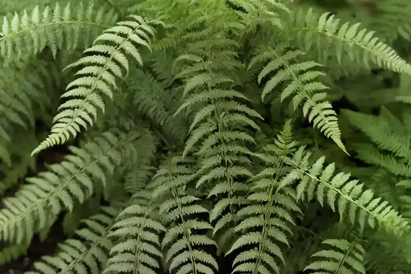 Male fern (dryopteris filix-mas) — photo 3