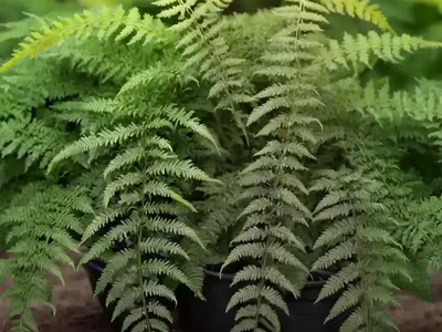 Male Fern (Dryopteris Filix-mas)