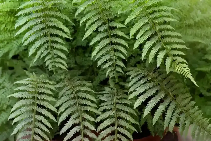 Male fern (dryopteris filix-mas ‘barnesii’) — photo 2
