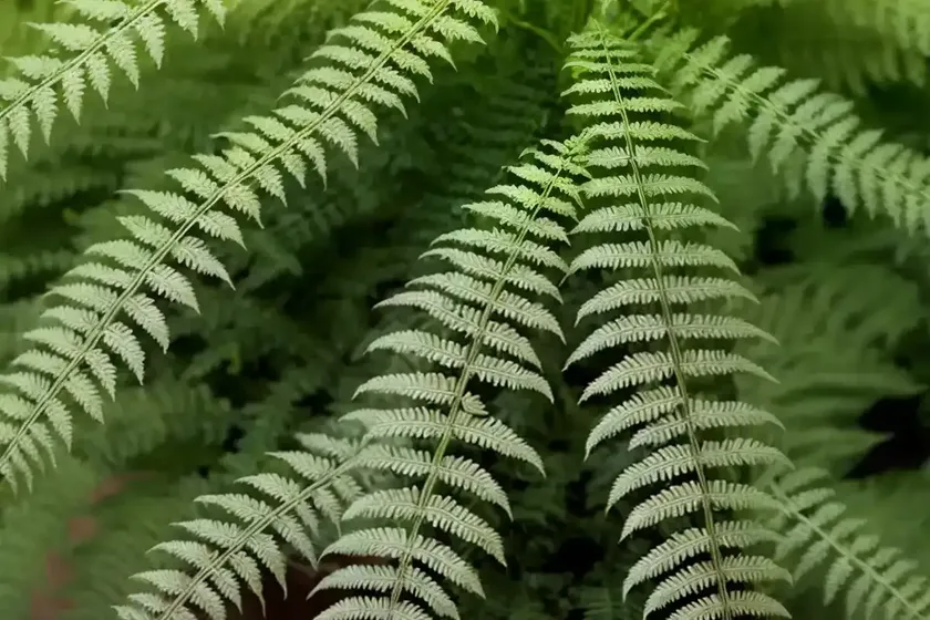 Male fern (dryopteris filix-mas ‘barnesii’) — photo 3