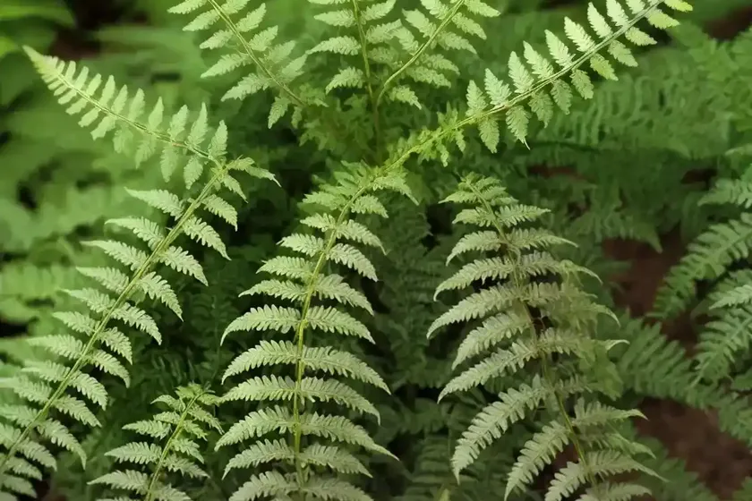 Male fern (dryopteris filix-mas ‘barnesii’)