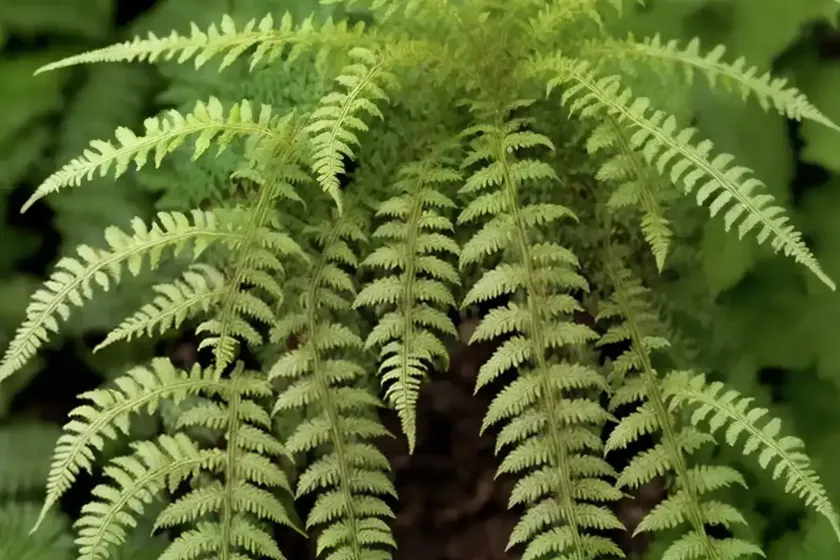 Male fern (dryopteris filix-mas ‘cristata martindale’) — photo 2
