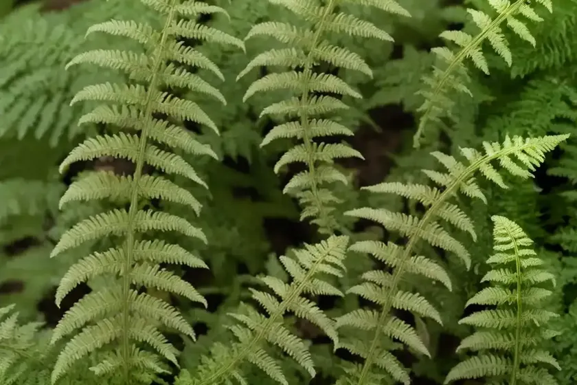 Male fern (dryopteris filix-mas ‘cristata martindale’) — photo 3