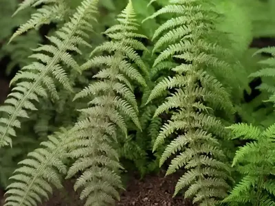 Male Fern (Dryopteris Filix-mas ‘Cristata Martindale’)