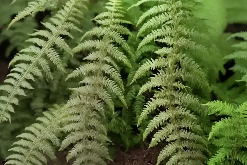 Male fern (dryopteris filix-mas ‘cristata martindale’)