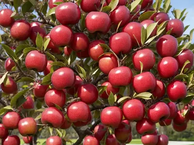 Malus Coronaria (American Crabapple)