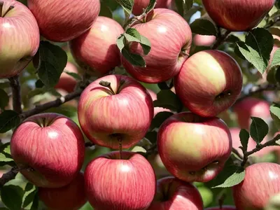 Malus Domestica ‘Pink Lady’ (Semi-Dwarf Apple)