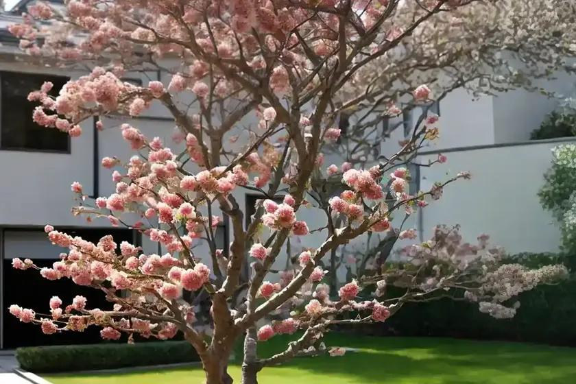 Malus x floribunda (japanese crabapple) — photo 2