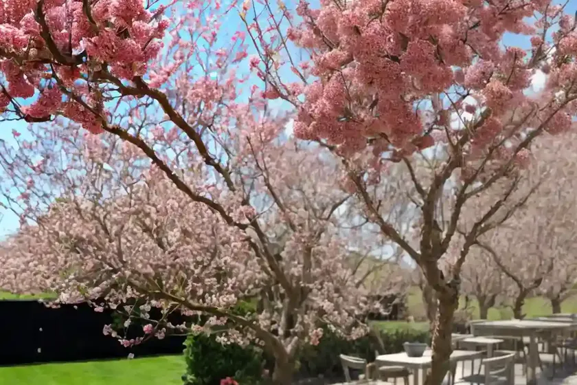 Malus x moerlandsii ‘profusion’ (crabapple) — photo 2