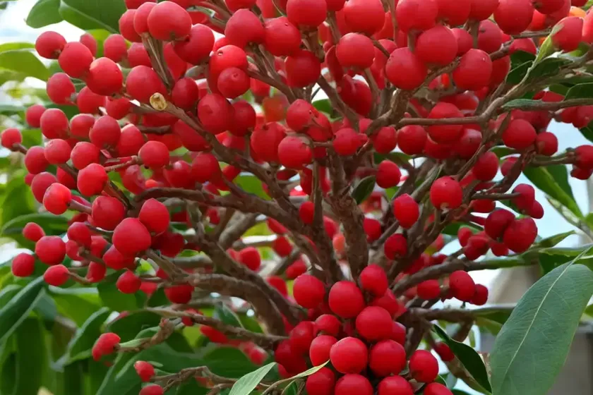 Malus x scheideckeri ‘red jade’ (crabapple) — photo 2