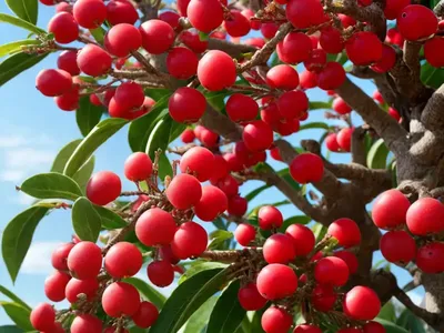 Malus X Scheideckeri ‘Red Jade’ (Crabapple)