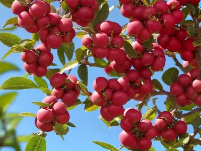 Malus X Zumi ‘Golden Hornet’ (Crabapple)
