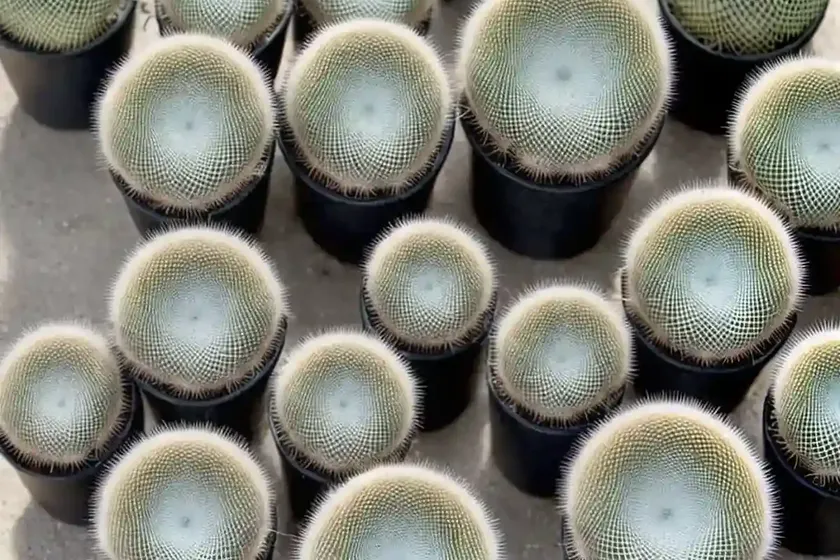 Mammillaria gracilis (mammillaria gracilis) — photo 3