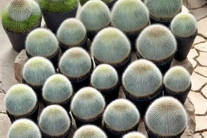 Mammillaria mystax (mammillaria mystax) — photo 2