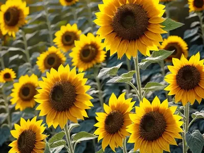 Mammoth Sunflower (Helianthus Giganteus)