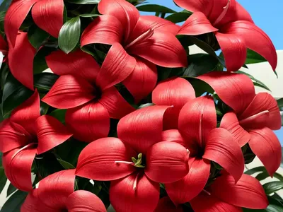 Mandevilla Splendens (Shining Mandevilla)