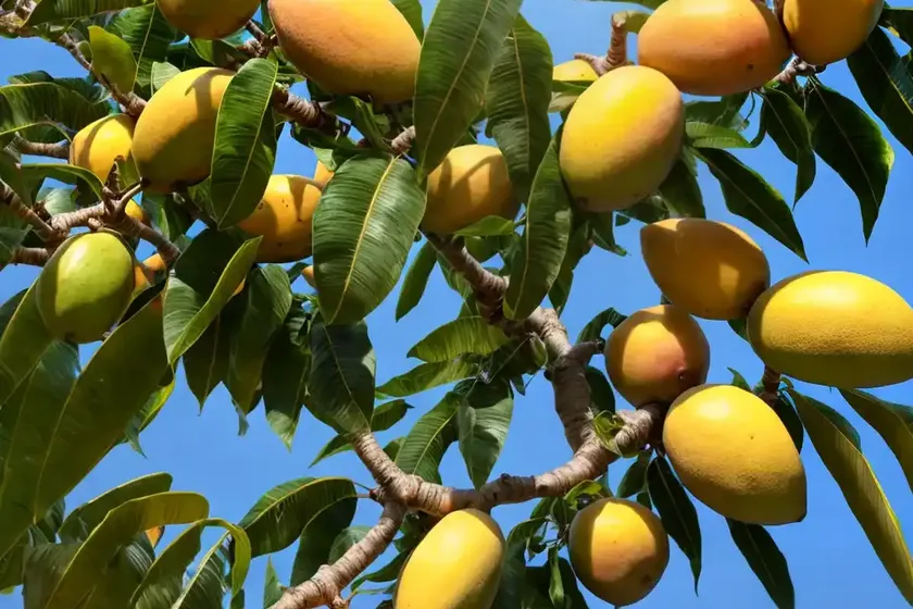 Mango (mangifera indica) — photo 2