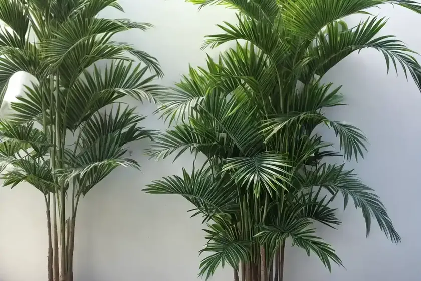 Manila palm (adonidia merrillii) — photo 2