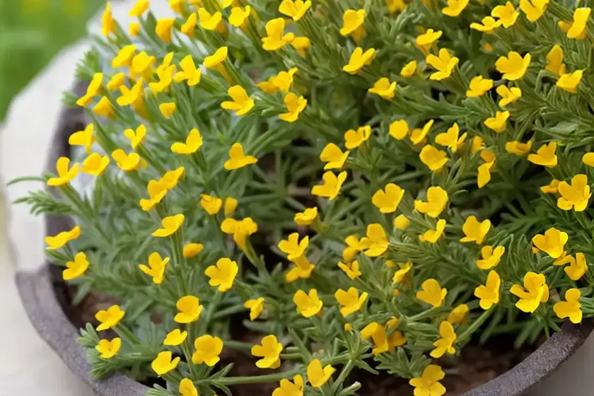 Many-flowered horseshoe vetch (hippocrepis multisiliquosa) — photo 2