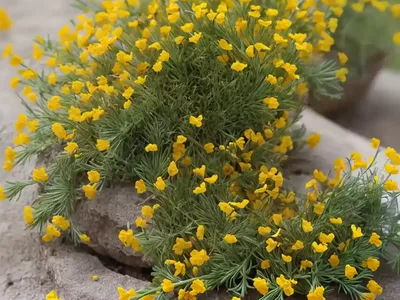 Many-Flowered Horseshoe Vetch (Hippocrepis Multisiliquosa)