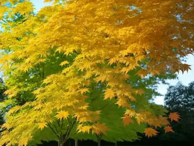 Maple Colchis (Acer Cappadocicum)