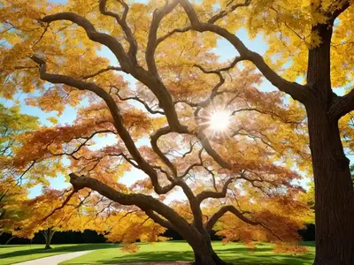 Maple Curled (Acer Circinatum)