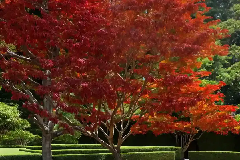 Maple elegant (acer elegantulum) — photo 2
