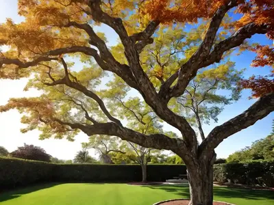 Maple Elegant (Acer Elegantulum)