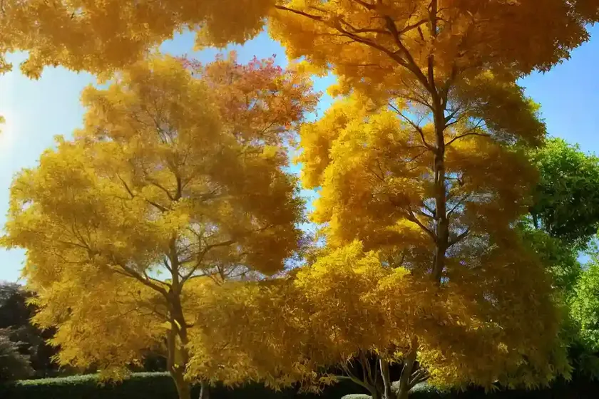 Maple four-dimensional (acer stachyophyllum) — photo 2